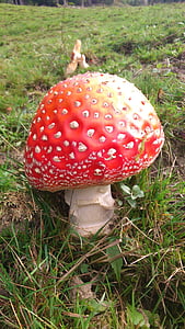 fly agaric, nature, colorful, red, green, risk, toxic