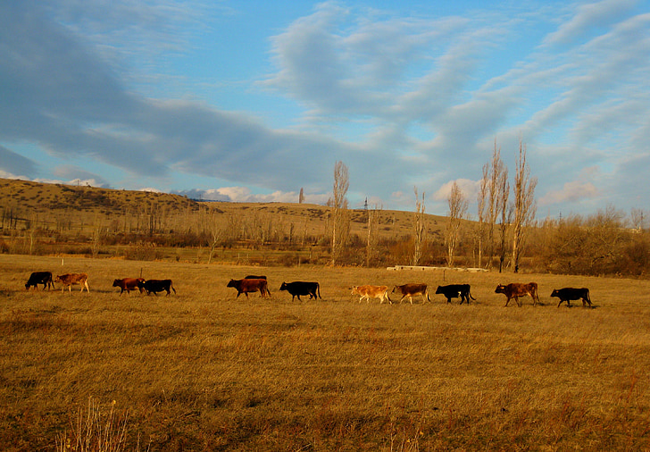 krowy, zwierzęta, krajobraz, wzgórze, niebo, Natura, Widok