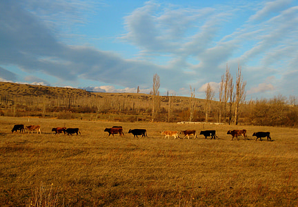 vacas, animais, paisagem, colina, céu, natureza, modo de exibição