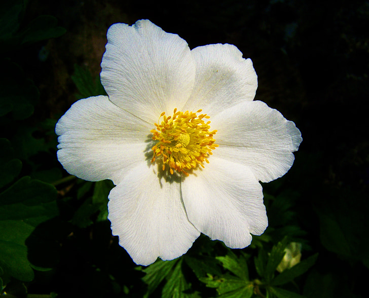 flor de primavera blanco, brisa de rosas, jardín