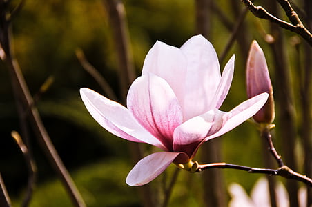 magnolior, blomma, Blossom, våren, naturen, pulserande, Anläggningen