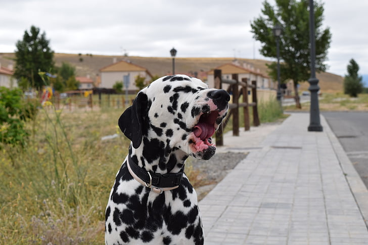 dalmatian, dog, yawn