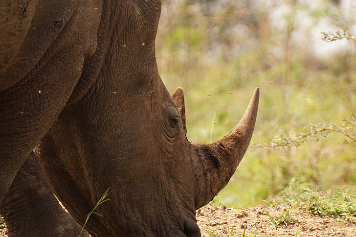 Rhino, gioco, animale, Africa, rinoceronte, riserva