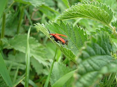 roheline, lehestik, Beetle, punane, kevadel
