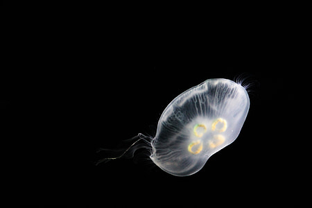 jellyfish, sea life, floating, aquatic, ocean, creature, animal