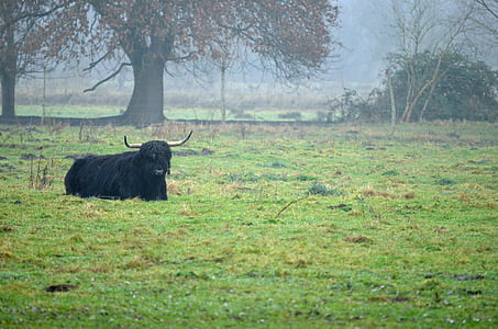 brouillard, vache, pâturage, nature, automne, Meadow, viande bovine