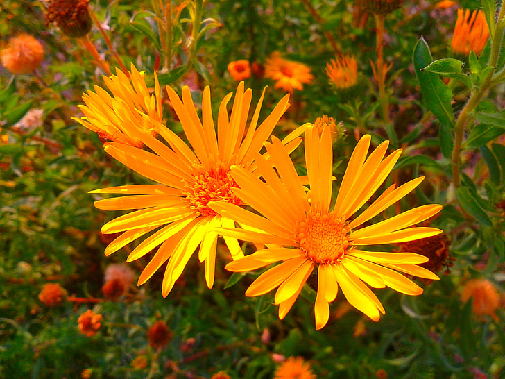 flor, planta, jardim, amarelo, laranja, Prado, Primavera