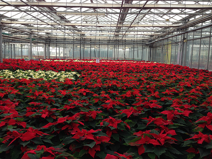 poinsettia, rearing, plant, greenhouse, winter, nursery, agriculture