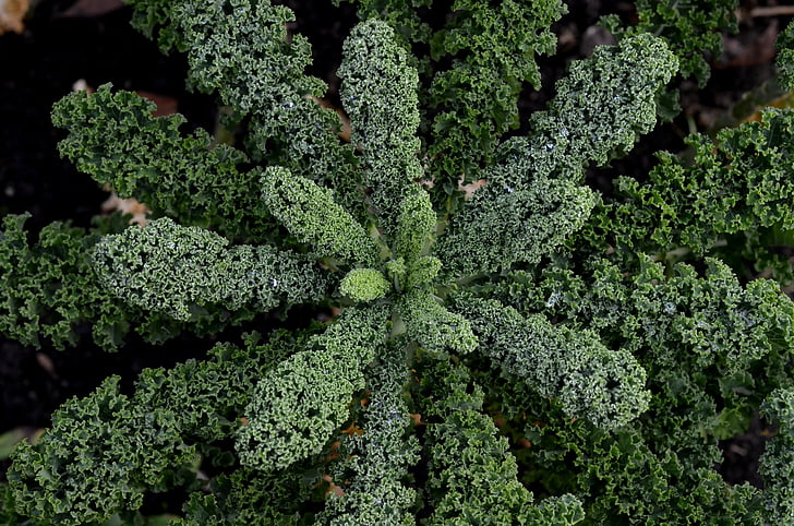 Kale, krauskohl, Kohl, verde, giardino, verdure, sano