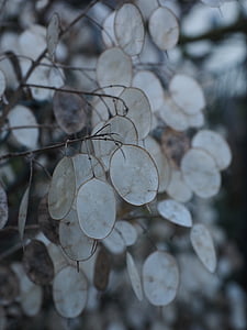 실버 잎, lunaria, silberling, 유다 실링, 정직, silberpfennig, 잎