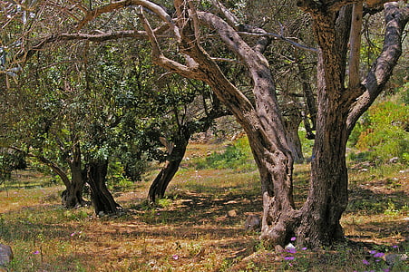 oliivipuude, vana, oliivipuu, Logi, puit, oliivid, puu