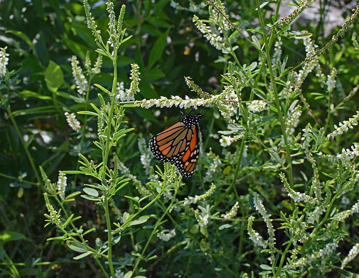 Monarch butterfly på Stenkløver, sommerfugl, insekt, dyr, fauna, flora, Stenkløver