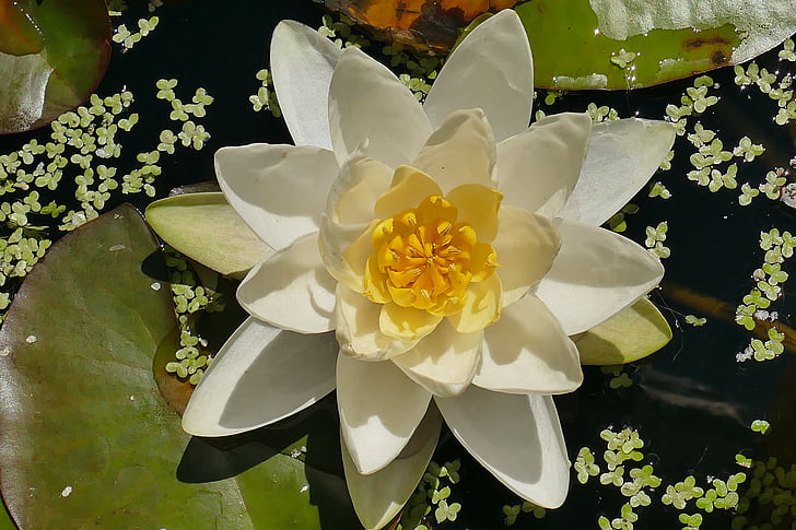 water lily, wit, sluiten, mooie, waterplant