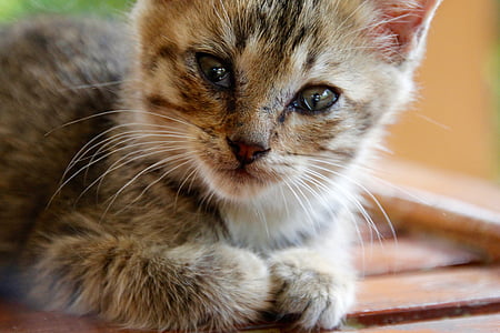 cat, kitten, cat baby, cute, pet, animal, adidas