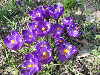 flores, Crocus, primavera, púrpura, floración, naturaleza, planta