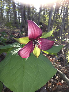 Триллиум, фиолетовый, цветок весны., Уайлдфлауэр, Онтарио, Природа, многолетнее