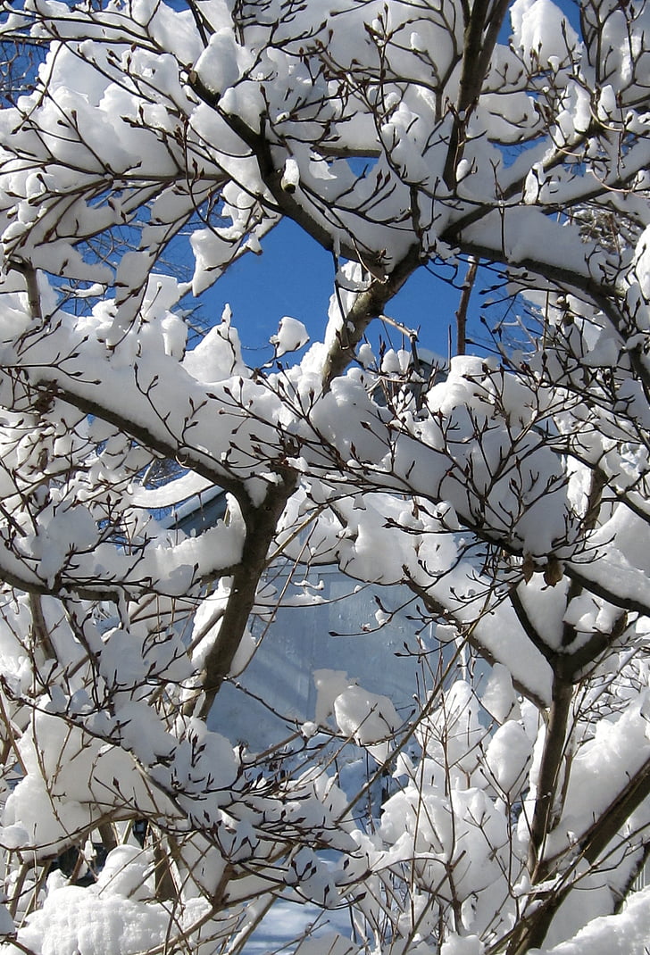 Zimní, sníh, obloha, venku, strom