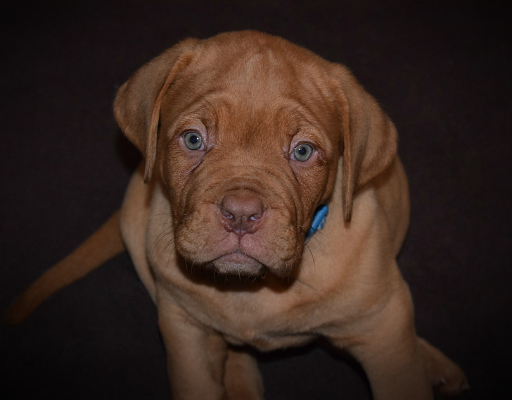 dog, pup, pet, adorable, cute, french mastiff