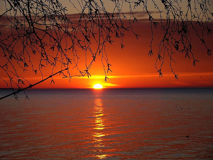 Sunset, søen, vand, solen, træ, Duck, lys