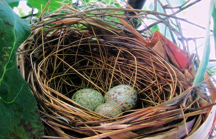 jaja, Bird nest, wiosna, Natura, zwierząt, naturalne, dziecko