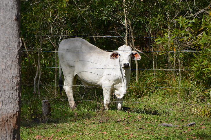 Steer, bydło, krowa, obszarów wiejskich, wołów, mięso, Wołowina