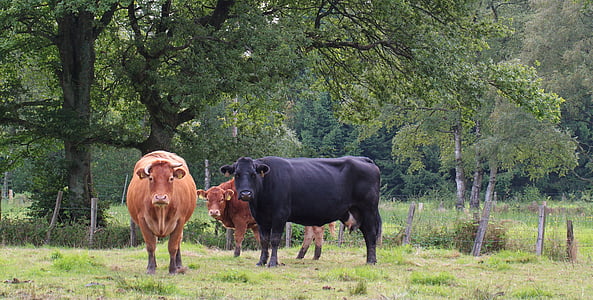 vaches, bovins, nature, Agriculture, bétail, pâturage, animaux