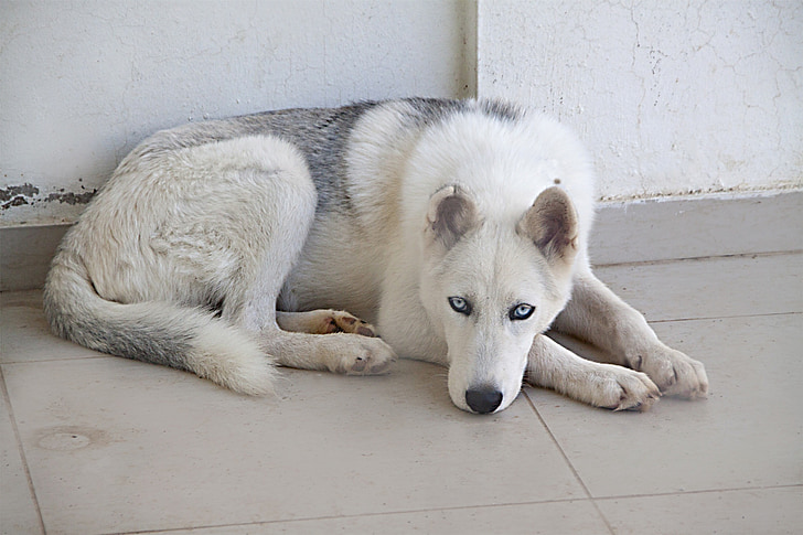cão, Branco, peles, animal, Husky, a mentir, olho azul