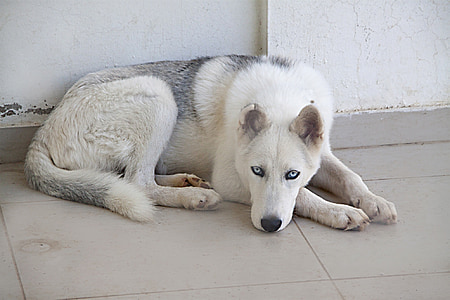 σκύλος, λευκό, γούνα, ζώο, χάσκι, ψέματα, μπλε μάτια