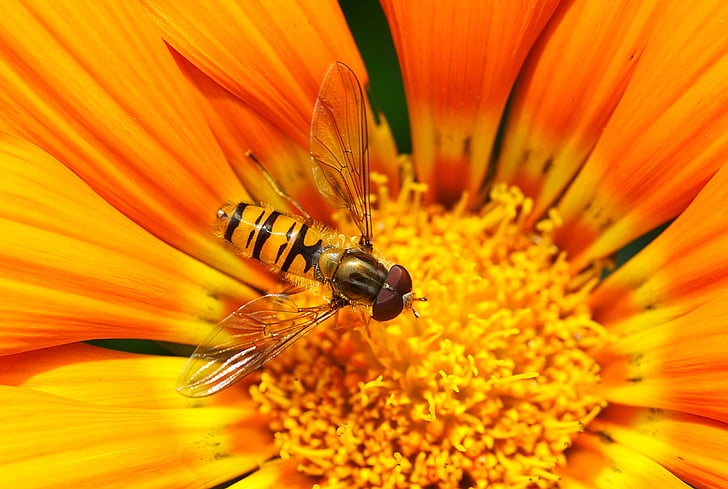 hoverfly, perching, yellow, cluster, flower, insects, honey