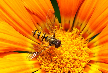 Hoverfly, empoleirar-se, amarelo, cluster de, flor, insetos, Querida