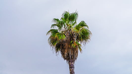 Palm, tropis, Tenerife, Kepulauan Canary, Selatan, tropis, liburan