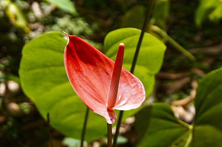 cvijet, matične, Rosa, list, priroda, El Salvador