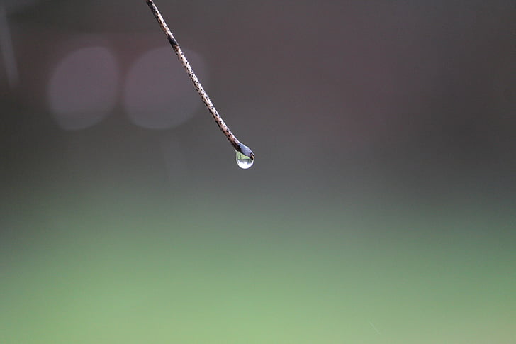 nature, drop of water, rain