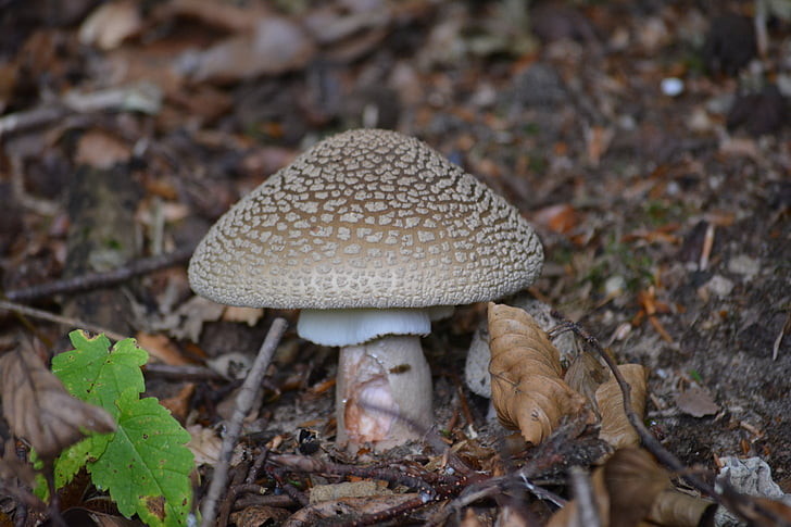 Pilze, Natur, Herbst, Wald