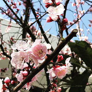 pen, Sakura, blomstrende