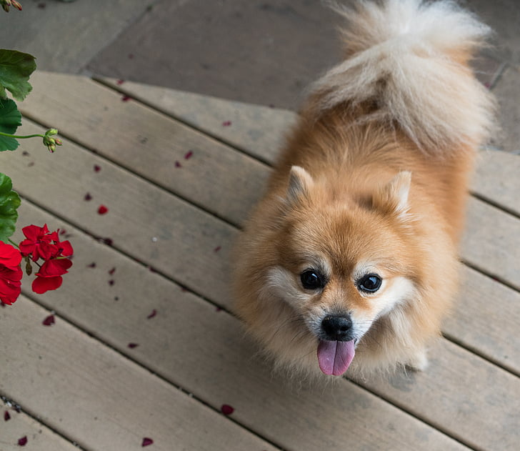 Pomerania, perro, mascota, canino, lindo, cachorro, animal