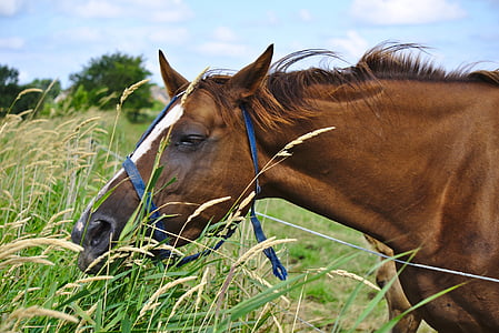 cavalo, marrom, grama, campo, animal, equitação