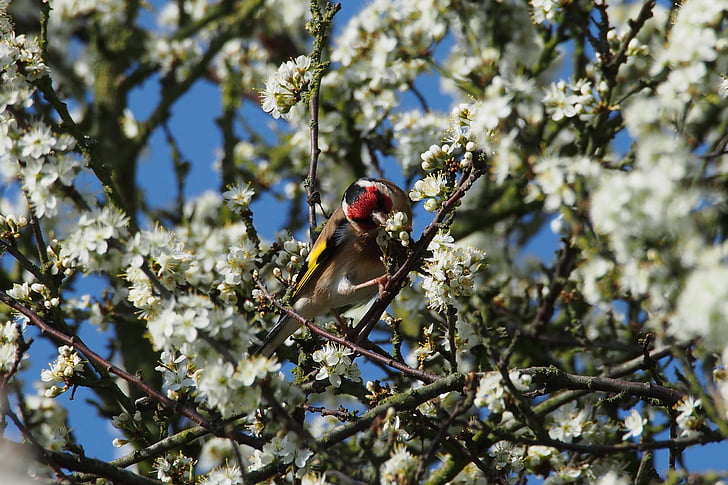 goldfinch, bird, tree, flowers, spring, nature, branch