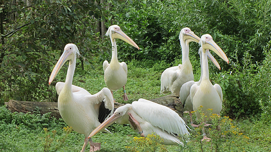 Pelican, paruh, unggas air, hewan