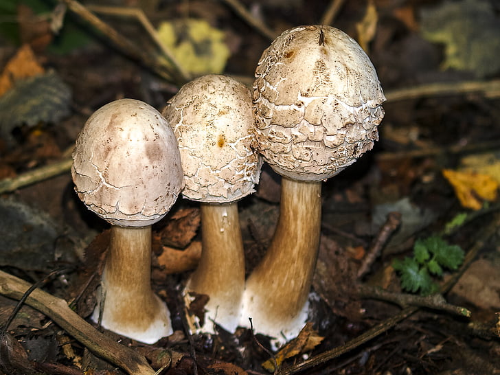 mushroom, autumn, forest, nature
