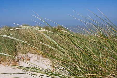 beach, dunes, coast, ocean, shore, water, belgium