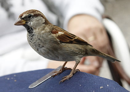 Sparrow, oiseau, animal, fermer