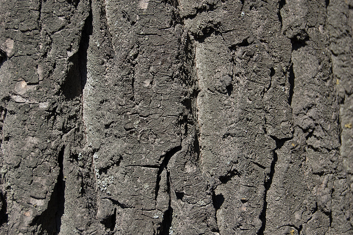 tree bark, texture, texture of tree bark, large texture, relief, grey, taupe