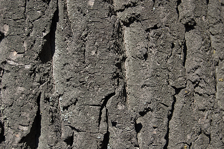 écorce d’arbre, texture, texture de l’écorce de l’arbre, grande texture, secours, gris, taupe