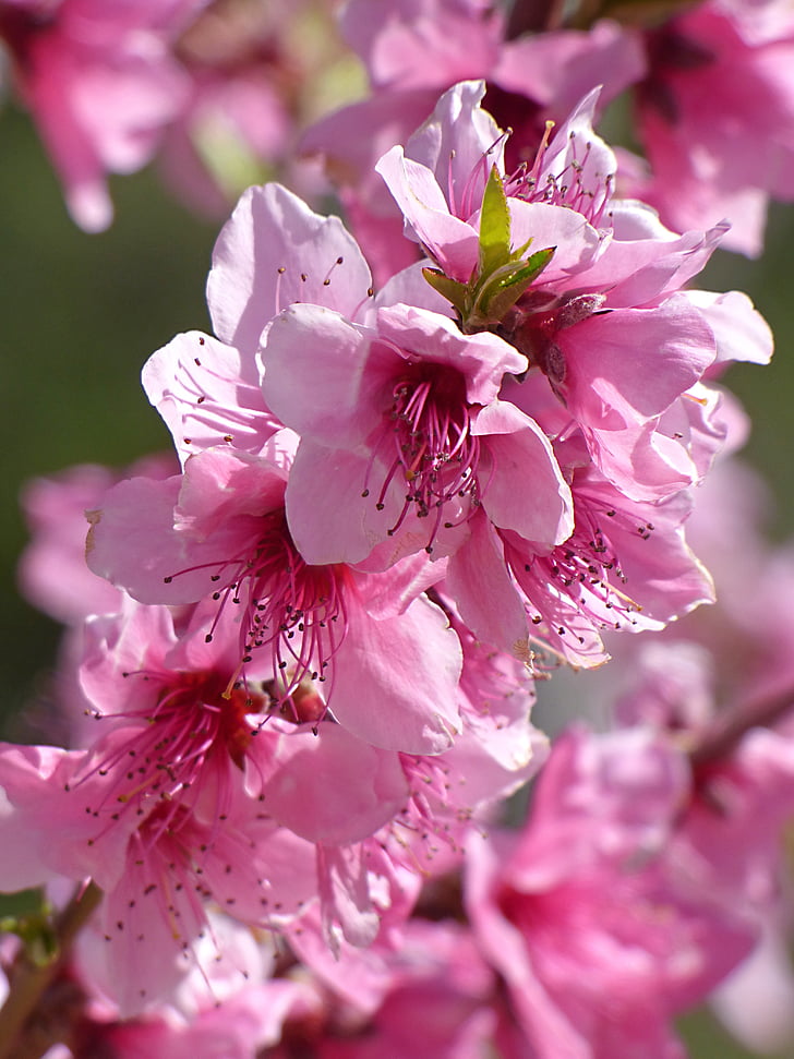 flowers, flowery branch, pink color, pistils, stamens, flower, blossom