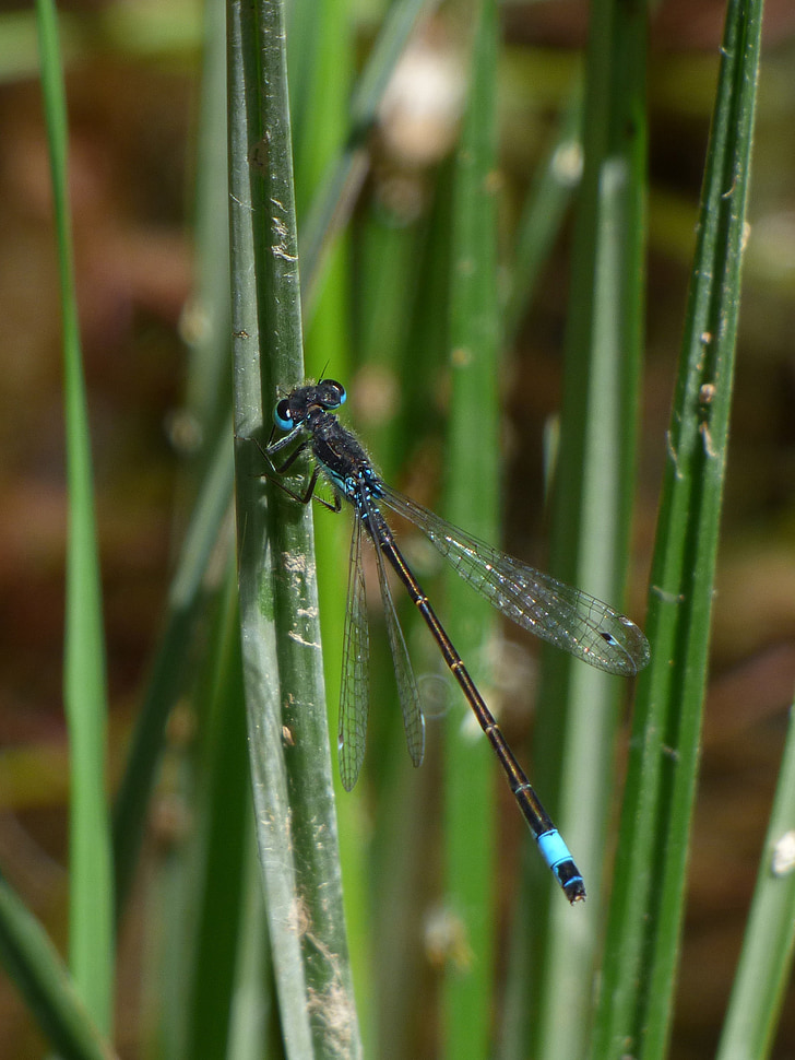 Dragonfly, stængel, vådområde, floden, Ischnura graellsii, blå dragonfly