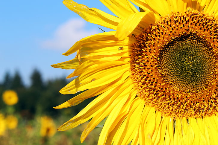 sunflower, sunflower field, yellow, summer, flowers, bloom, nature