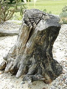 tree, konar, texture, trunk, nature, the bark, green