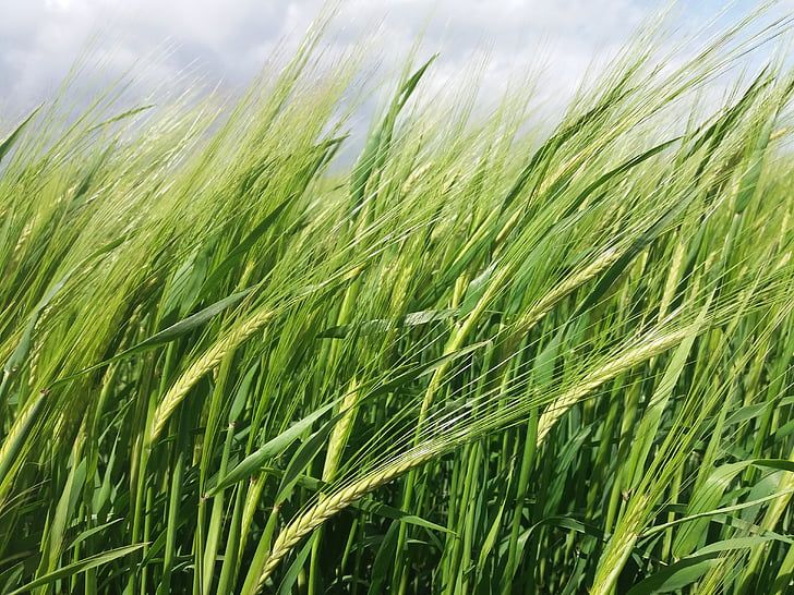 trigo, campo, naturaleza, verde, agricultura, granja, verano