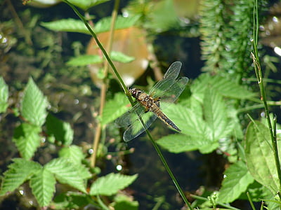 dragonfly, pond, insect, nature, water, plant, wings